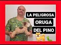 La peligrosa oruga del pino.