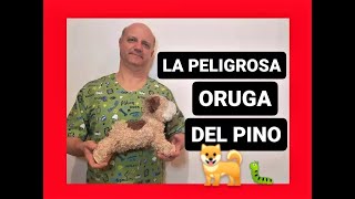 La peligrosa oruga del pino.