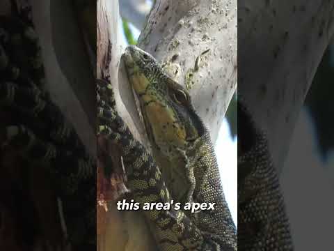 What animals can
