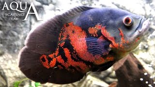 Aquascaping Lab - Oscar Fish, Astronotus Ocellatus, Marble Cichlid description / scheda tecnica