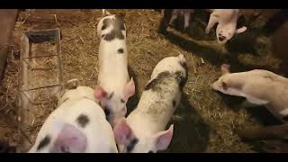 Piggies by WildEdibles 170 views 1 month ago 49 seconds