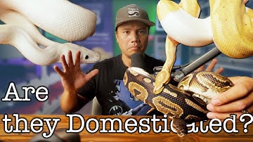 When you SHOULD Breed Ball Pythons