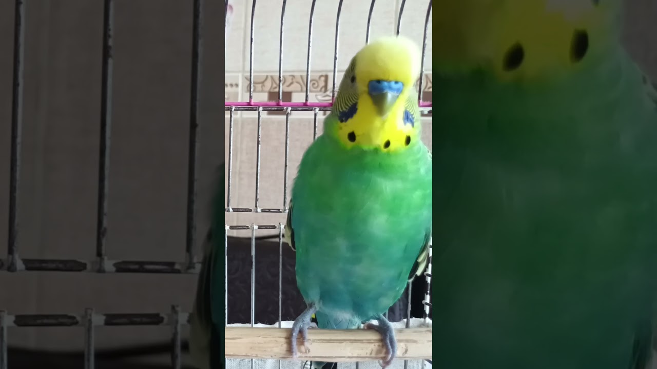 Balım CIVILDAMA #birds #budgies #parrot #talkingparot #yavruhayvanlar #vogel #muhabbetkuşu #cute