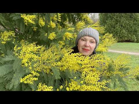 Vlog 72 - Поздравления с праздником весны, цветы и Викторианская история о любви