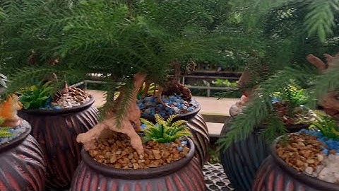 Cây Tùng xương cá. LH 0907451448