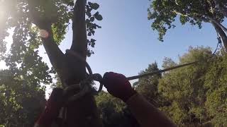 Beech Dismantle