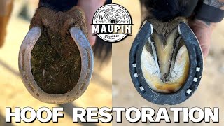Before and After : Satisfying Horse Hoof Restoration By a Farrier | ASMR
