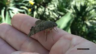 Бражник (Языкан). Крым, южный берег. Hummingbird hawk-moth. Crimea