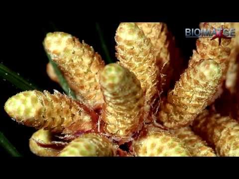 Video: Cultivo de pinos bristlecone: información sobre pinos bristlecone