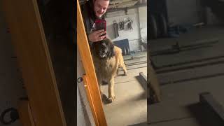 GIANT Dog Growls at herself