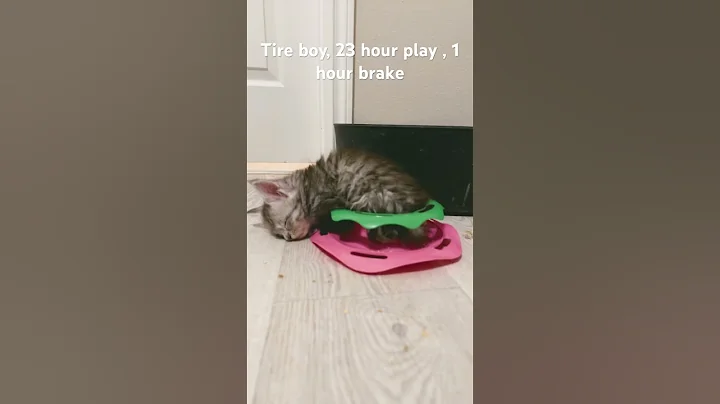 Video 3476381: mainecoon kitten pets, mainecoon catlover pets