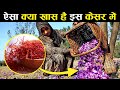 Kashmir का Kesar सोने से भी महंगा क्यों होता है | Why Kashmiri Kesar Is So Expensive