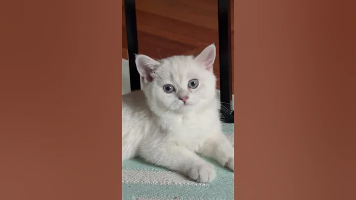 Video 10846511: british blue kitten cat, british cat animals, blue eyed british
