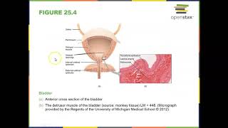 Chapter 25 part 4 A&P OER