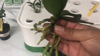 Orquídeas en agua cultivo hidropónico marshydro #1