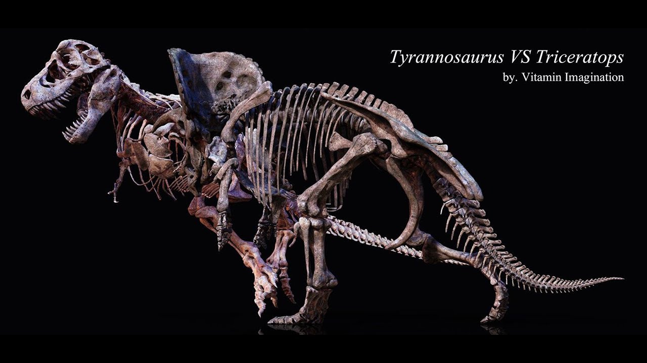 Tyrannosaurus Vs Triceratops Skeleton By Vitamin Imagination Youtube