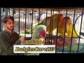 budgies #new parrot# Sunday Market# korangi Dai update Faraz Rajput YouTube▶️