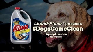 Denver The Guilty Dog And Liquid-Plumr Present #Dogscomeclean