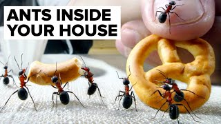 The Tiny WORLD In Your Apartment // Ants INSIDE Your House