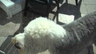Old English Sheepdog (Bobtail ) funny howling session