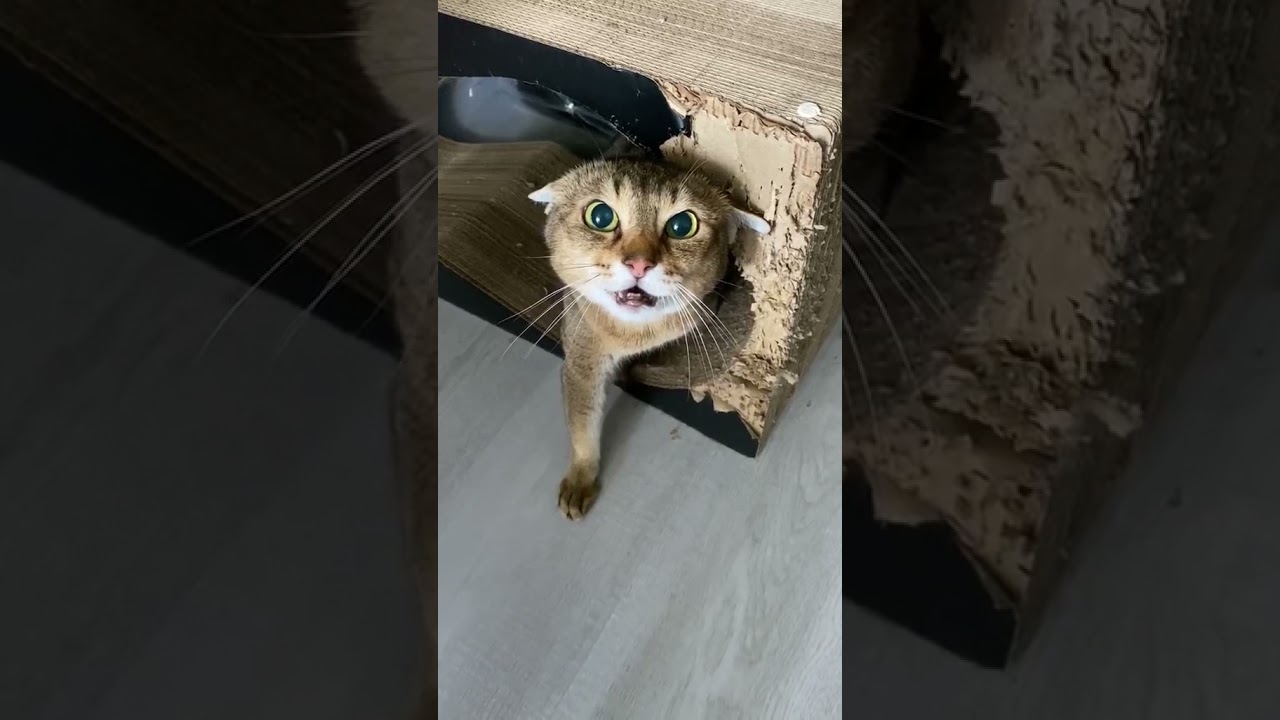 chat méchant 😱🙀 très en colère