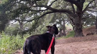 Exploring New Trails with Puddy: A Staffy Adventure