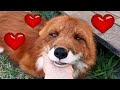 Лис Альф влюбился ❤ Alf the Fox Fell in Love