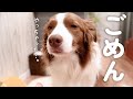 ワンコの大好きなぬいぐるみを洗濯したら…… 切なすぎるリアクションに「こんな顔するのおお」「ホント可愛いい」の声 - ねとらぼ - ねとらぼ