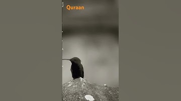 قصة سيدنا يوسف مع إخوته #quran #سورة_يوسف