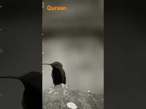 قصة سيدنا يوسف مع إخوته Quran سورة يوسف 