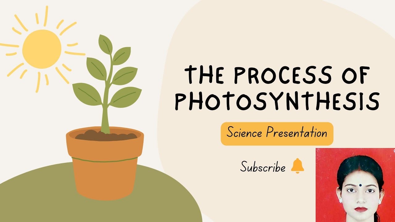 The process of photo synthesis | Things required for photo synthesis | Steps with diagram 