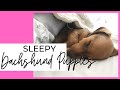 Sleepy Dachshund Puppies 😴💤 8 Week Old Puppies Are Sleepy