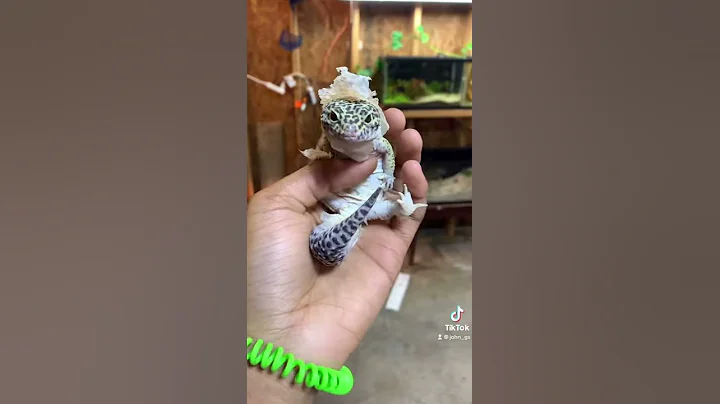 Leopard Gecko Shedding Tips in 60 seconds #Shorts