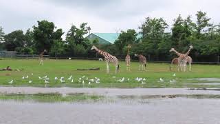 Giraffe enclosure (Rocky Ridge Veldt) at African Lion Safari after heavy rain