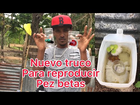 Video: 4 formas de transportar peces