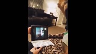best funny2 animal videos 2022 - funniest cats and dogs videos P. 1701