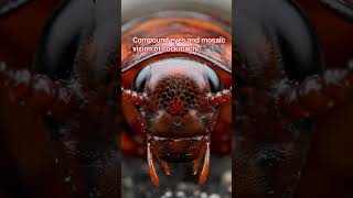 compound eyes and mosaic vision of cockroach #cockroach#insect#arthropoda#mosaicvision#biofact