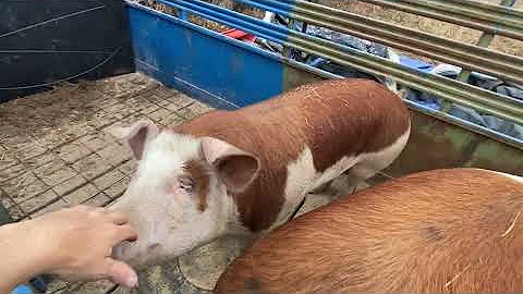 The story of the Hard days.  Final feeder pigs for 2025