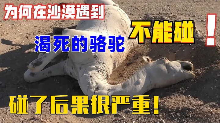 為何在沙漠遇到渴死的駱駝不能碰？碰了後果很嚴重 - 天天要聞