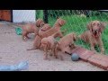 5 weeks old vizsla puppies