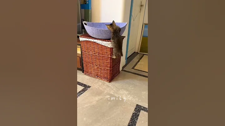 Video 11341431: funny cats adorable kitten, funny cat cutest, enjoy funny cats