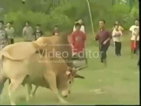 የትውልድ አገሬ