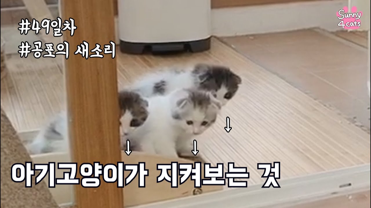 아기고양이의 원 픽! | 뽀시래기 아깽이 49일차|써니포캣|what is the baby kittens looking at