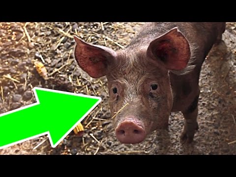 Почему арабы и евреи не едят свинину?