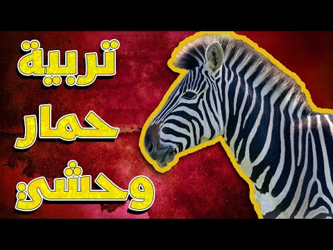 فيديو: كيفية رعاية ثعلب أليف (بالصور)