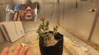 how to revert plant back to veg