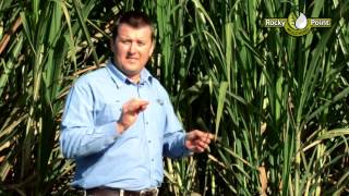Sugar Cane Mulch - How is it made?