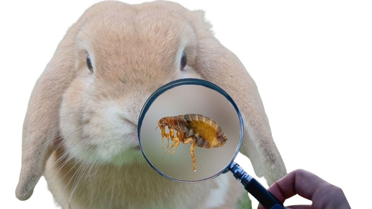 Como ELIMINAR Pulgas y PARASITOS Externos de tu CONEJO (fácilmente)