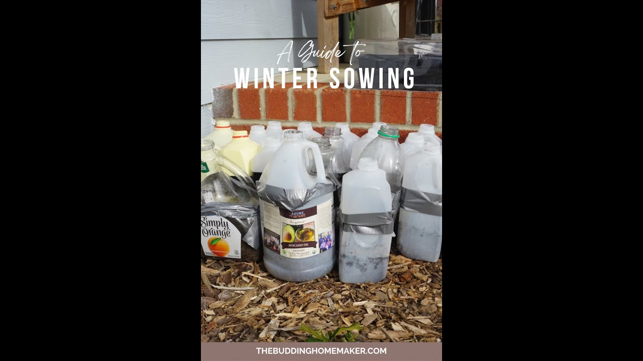 A Guide On Winter Sowing Zone 7b January Gardening YouTube a-guide-on-winter-sowing-zone-7b-january-gardening-youtube