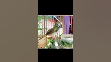 tembakan pedas prenjak lumut #prenjaklumutgacor #prenjakmerah #prenjakgunung #shorts
